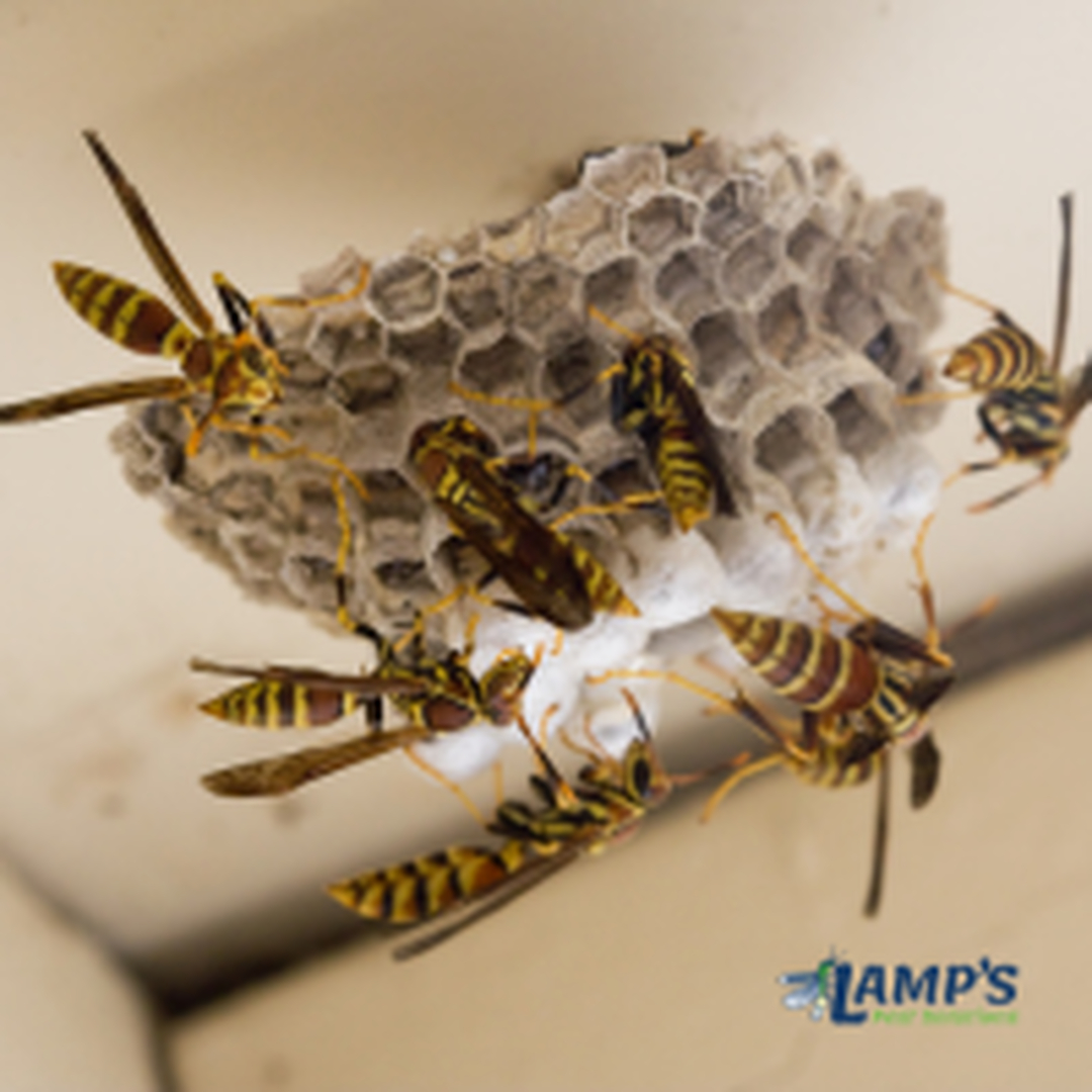 Lamp's Pest Solutions Image