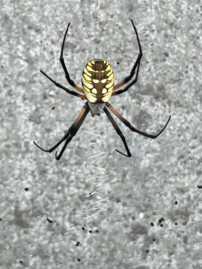 Lamp's Pest Solutions Image