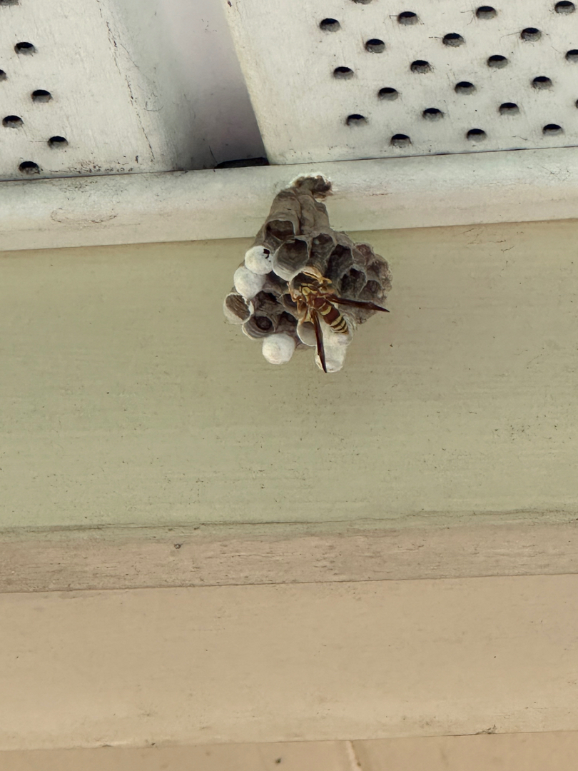 Lamp's Pest Solutions Image