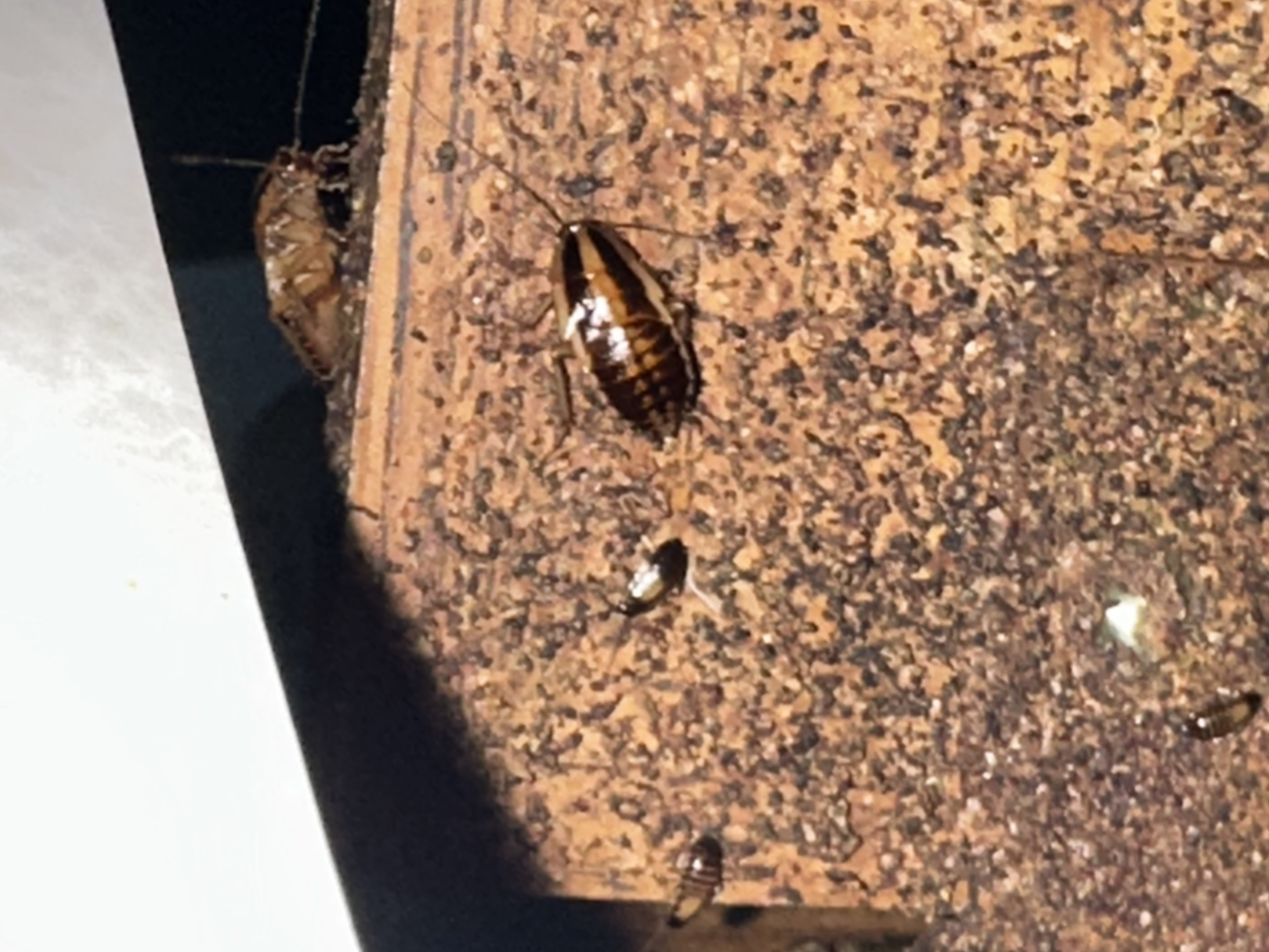 Lamp's Pest Solutions Image