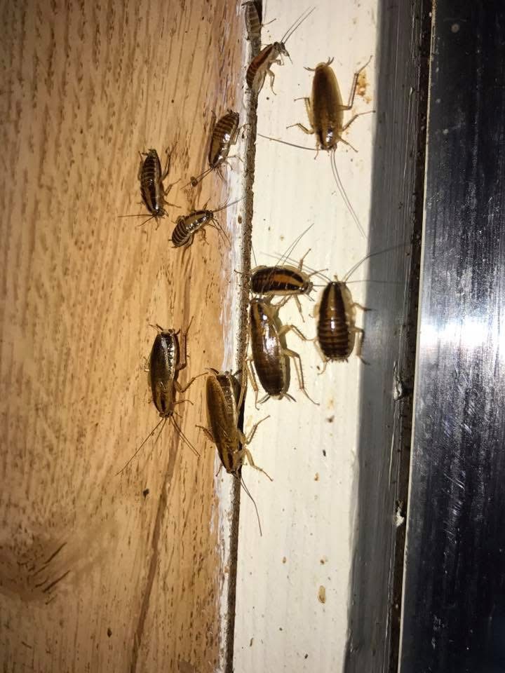 Lamp's Pest Solutions Image