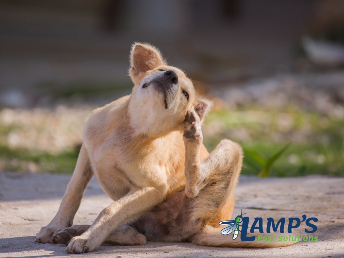 Lamp's Pest Solutions Image