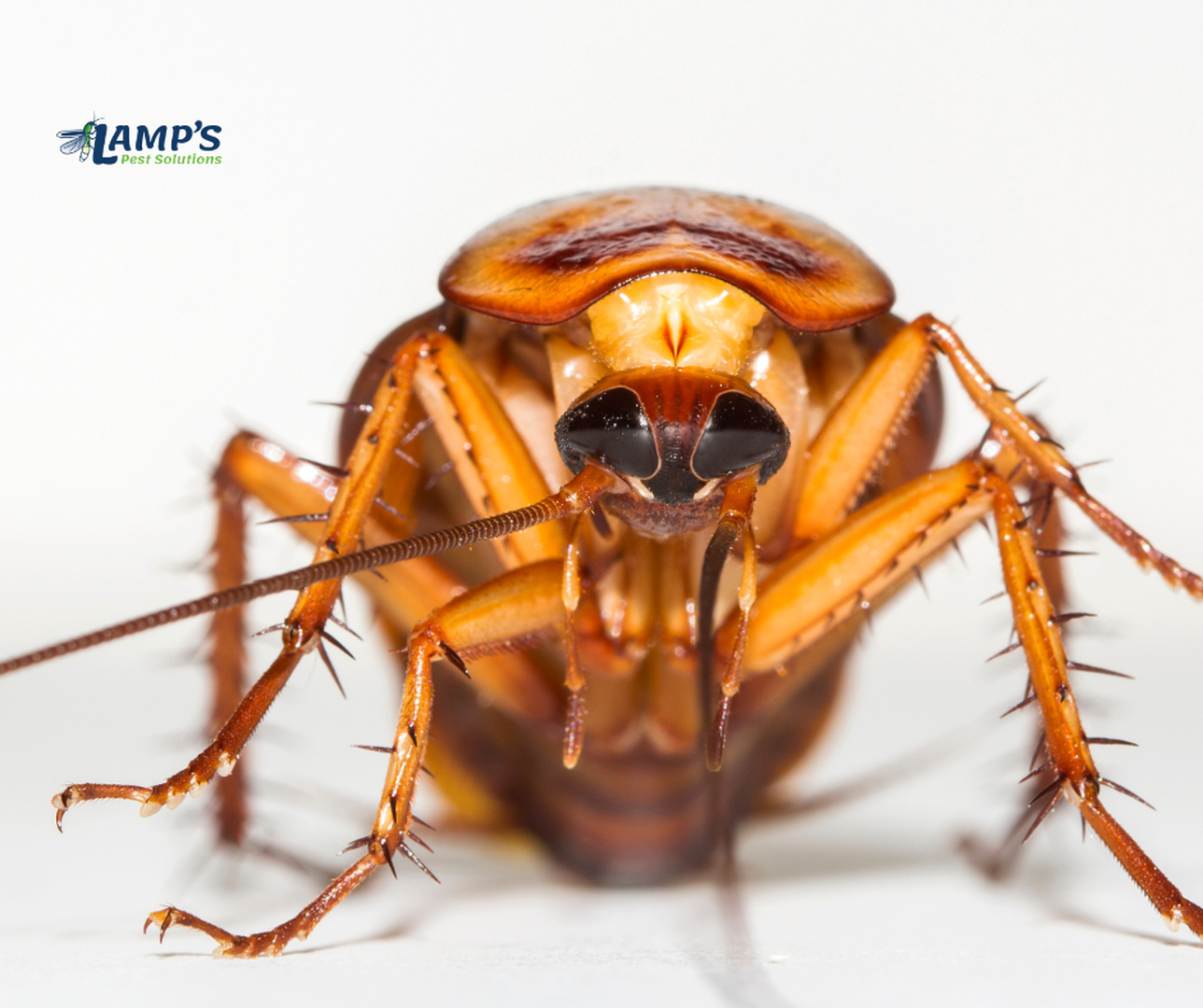 Lamp's Pest Solutions Image