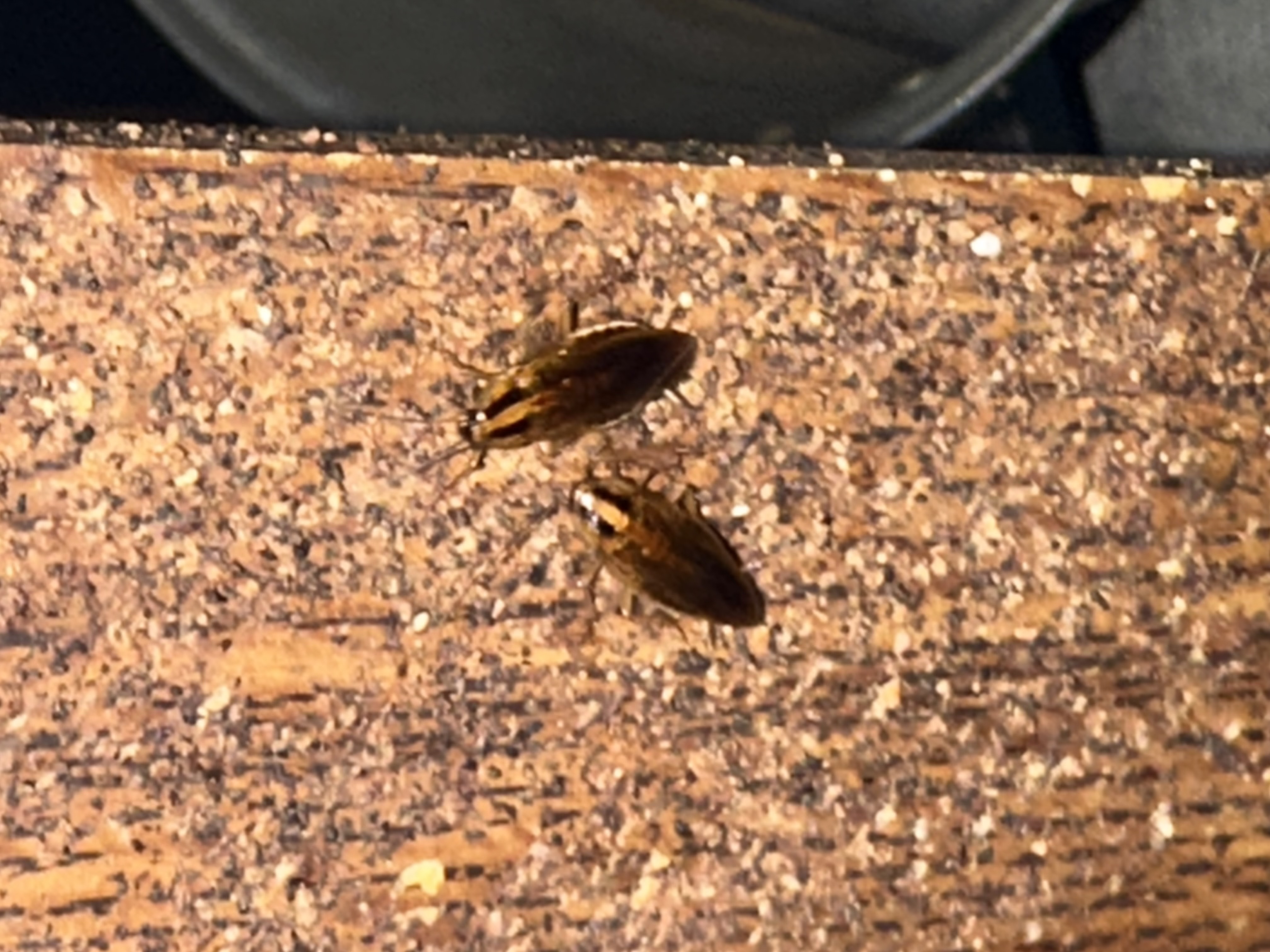 Lamp's Pest Solutions Image