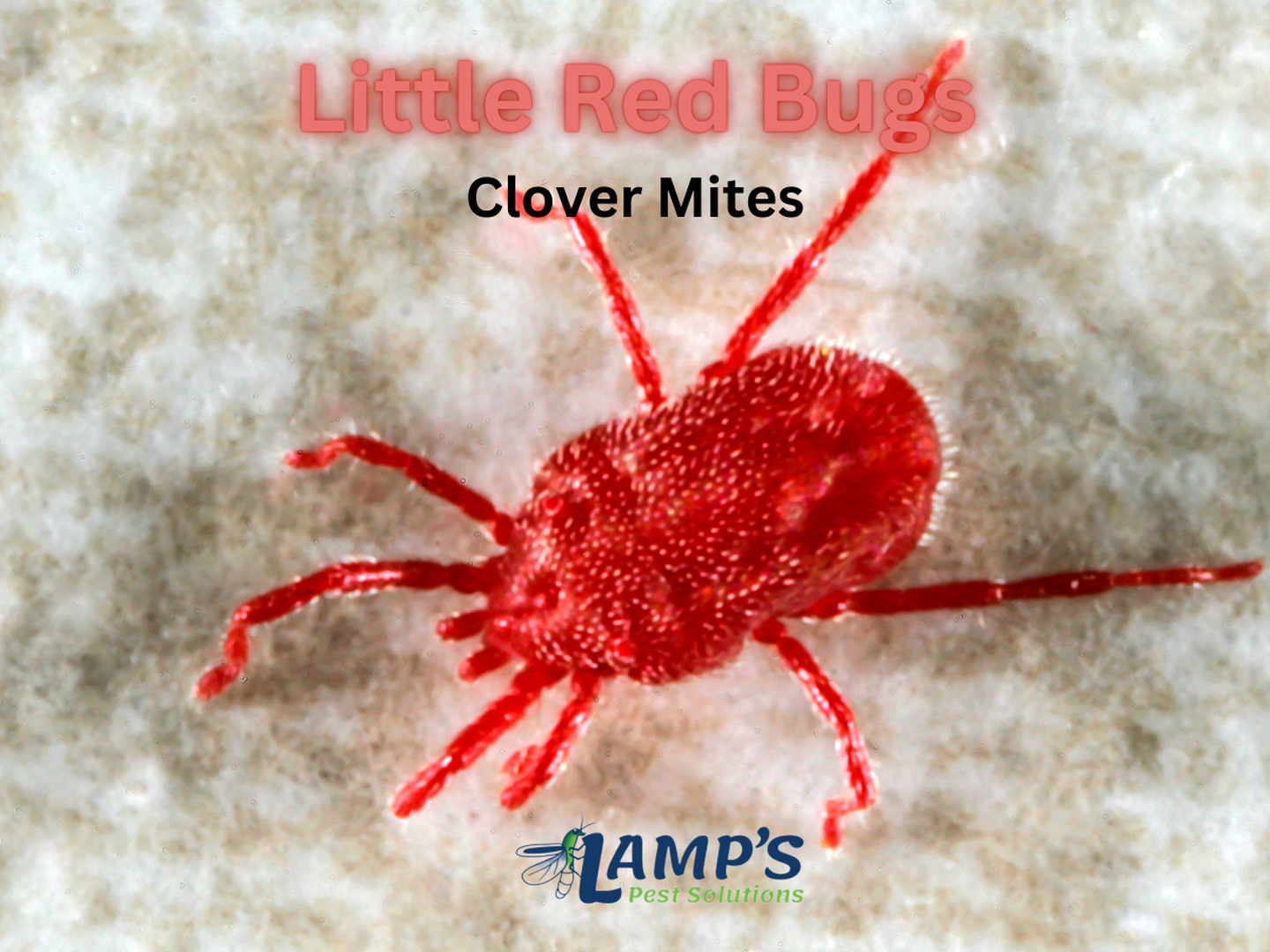 Lamp's Pest Solutions Image