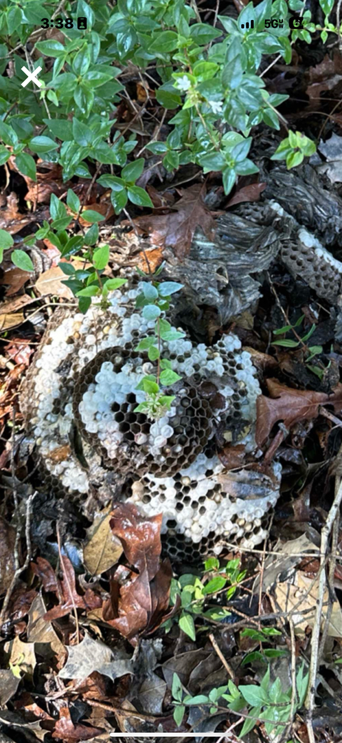 Lamp's Pest Solutions Image