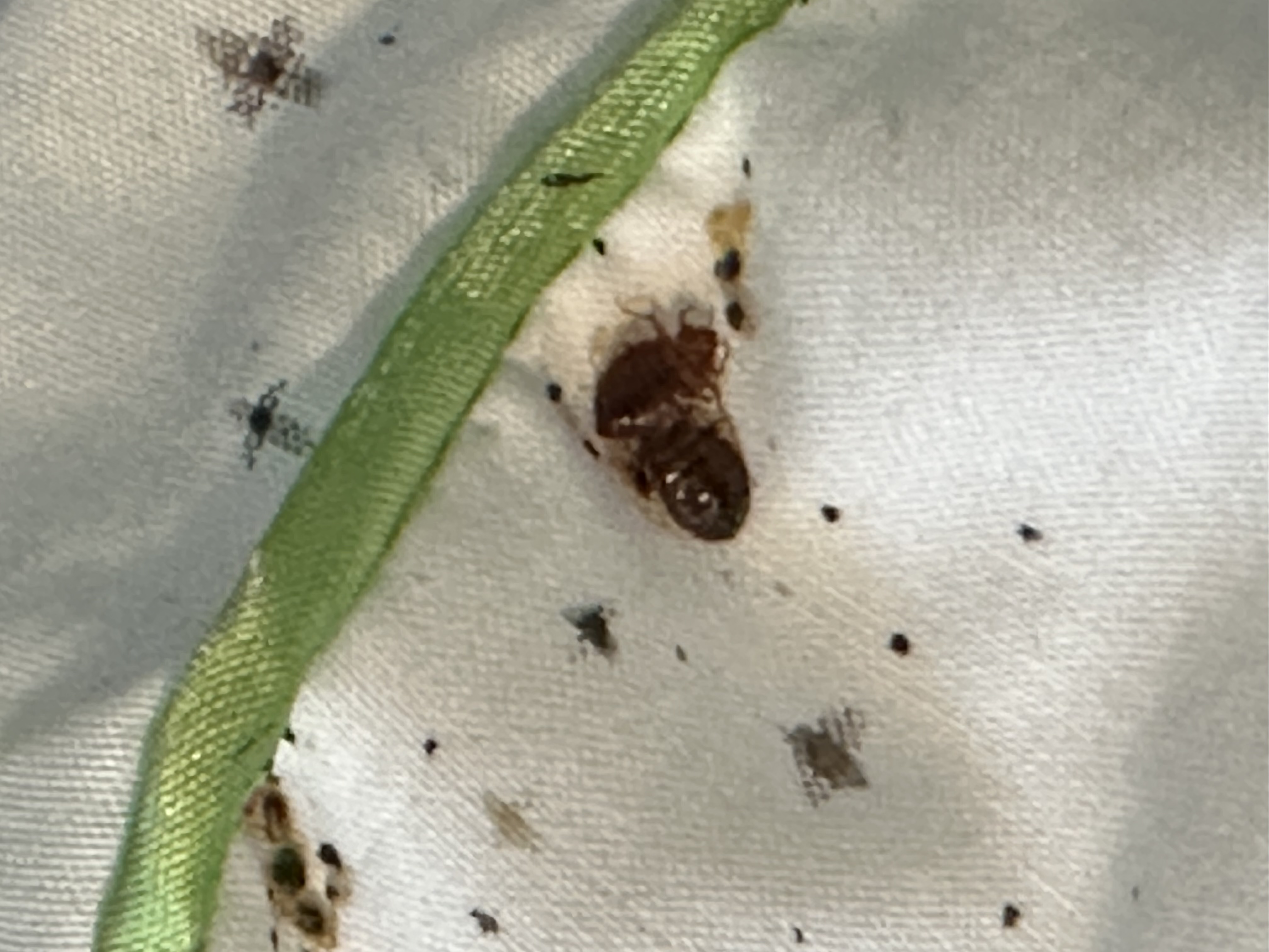 Lamp's Pest Solutions Image