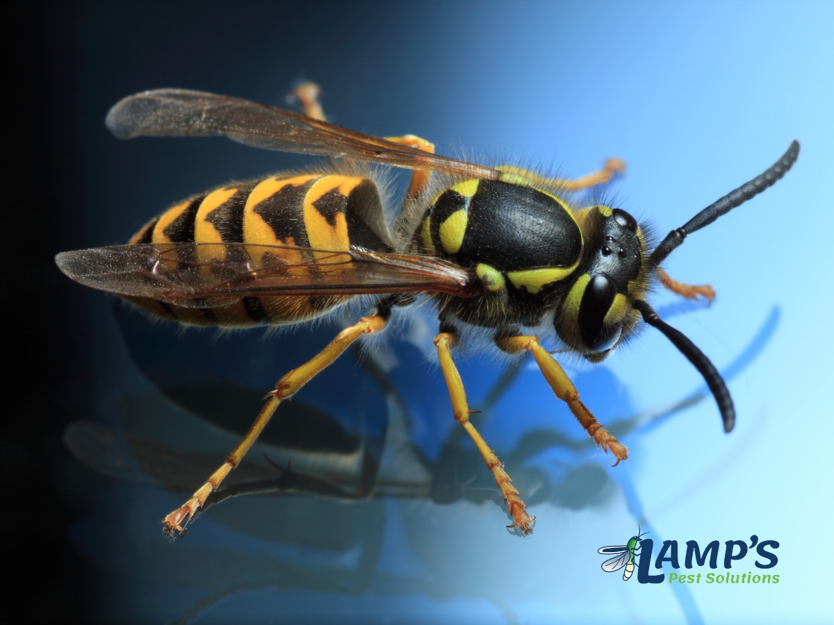 Lamp's Pest Solutions Image