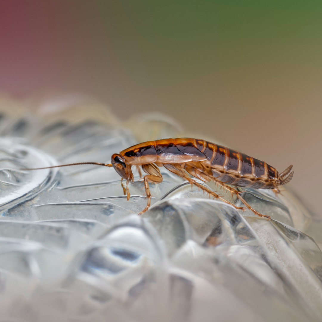 Lamp's Pest Solutions Image