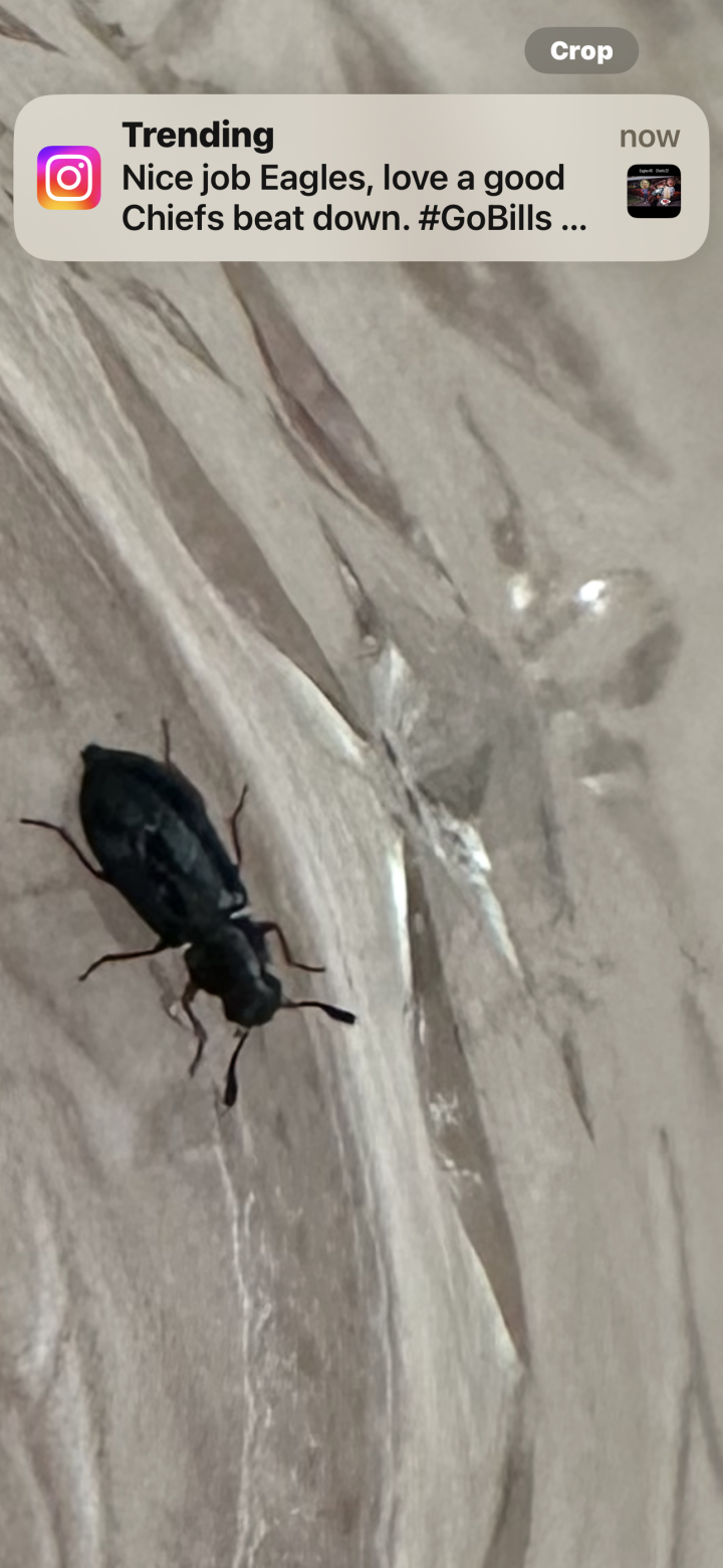 Lamp's Pest Solutions Image