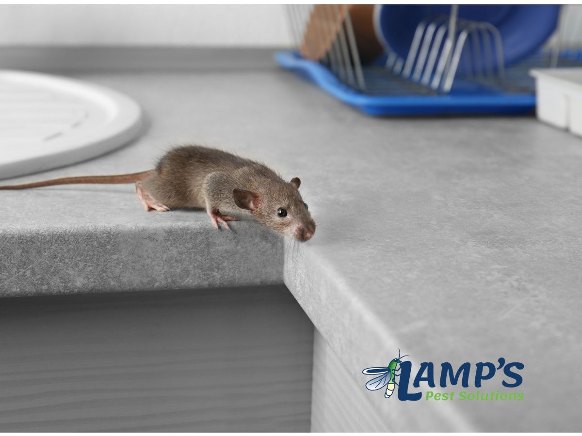 Lamp's Pest Solutions Image