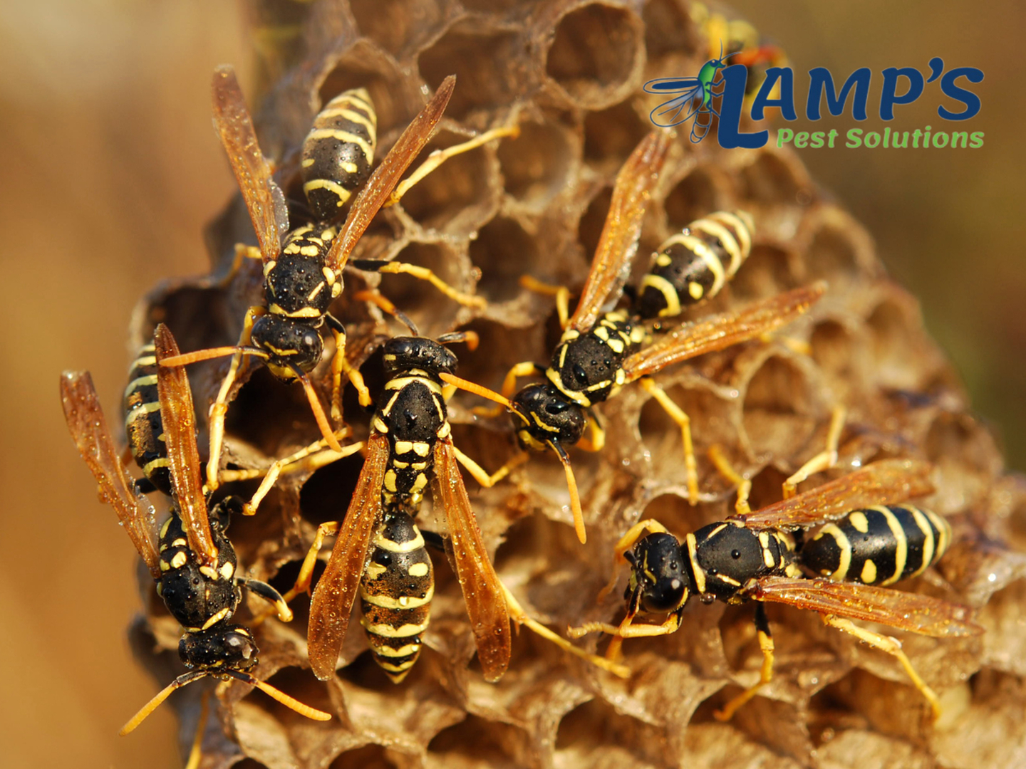 Lamp's Pest Solutions Image