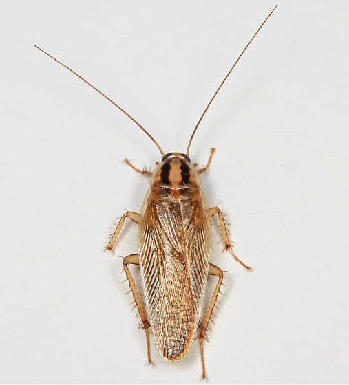 Lamp's Pest Solutions Image