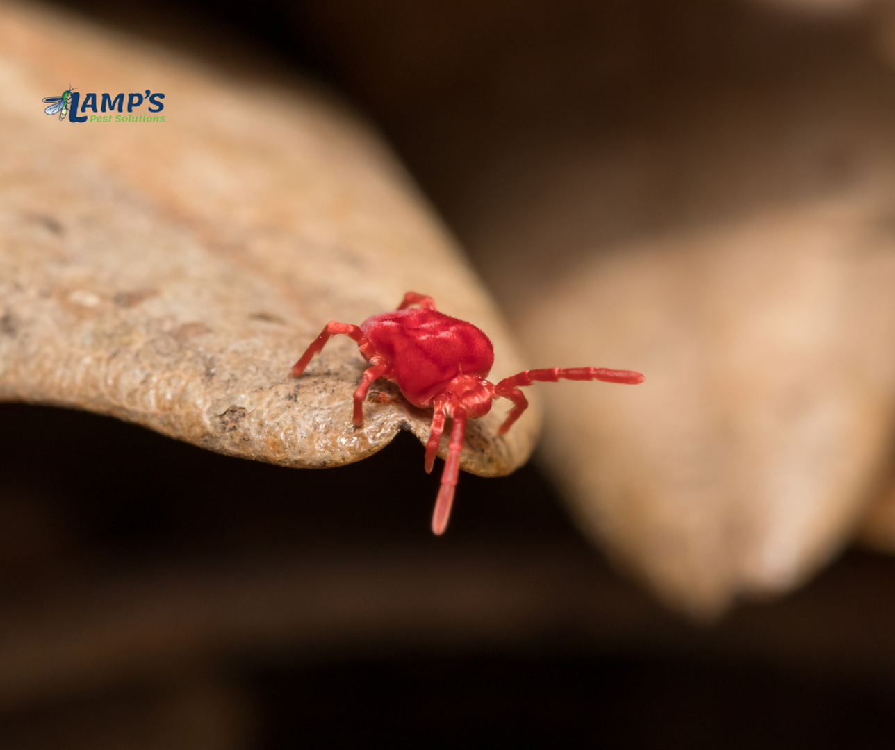 Lamp's Pest Solutions Image