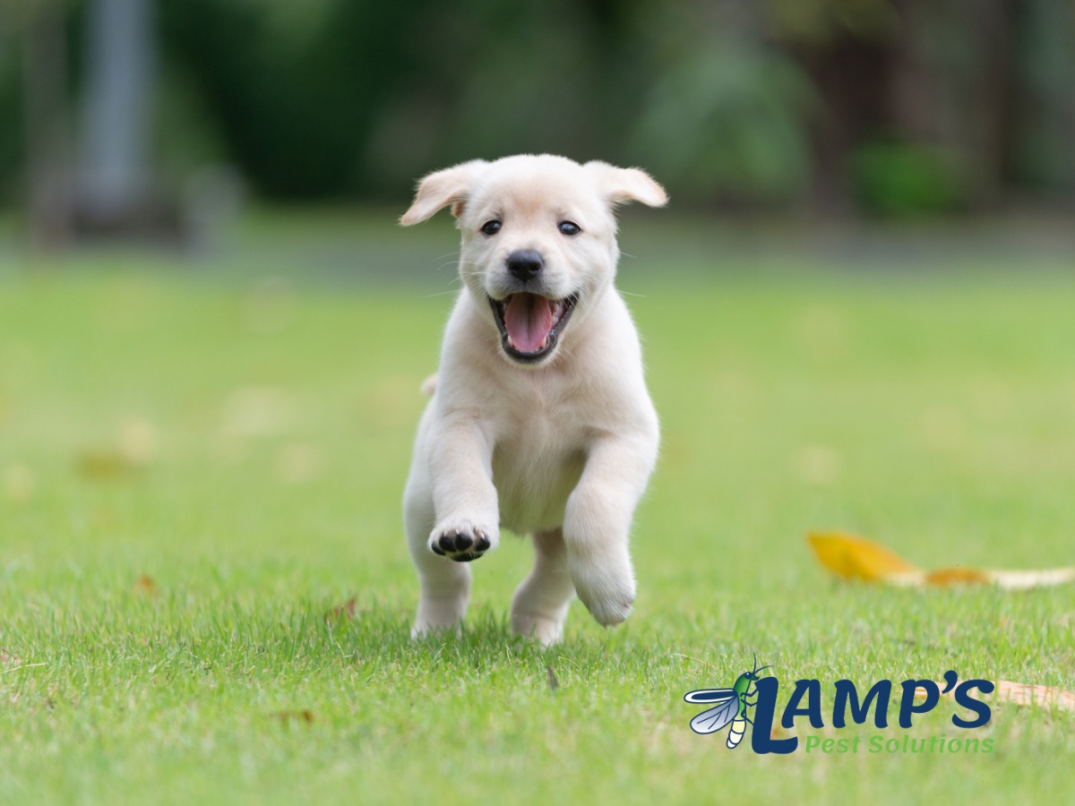 Lamp's Pest Solutions Image