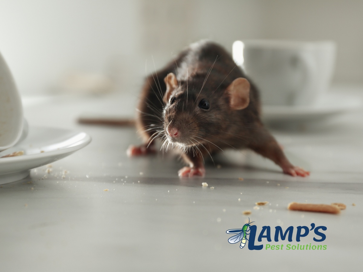 Lamp's Pest Solutions Image