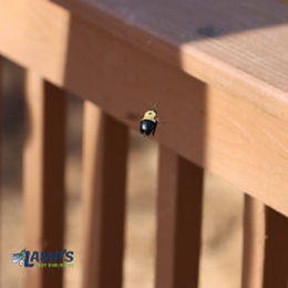 Lamp's Pest Solutions Image