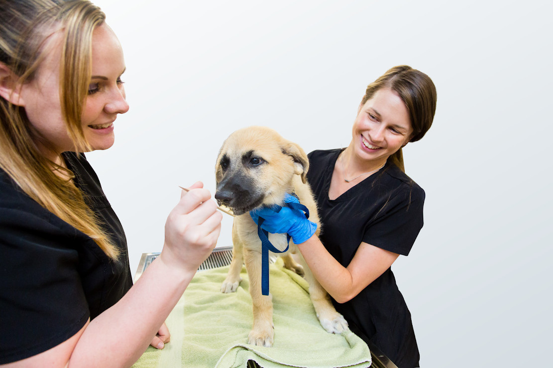 Jackson County Animal Hospital - Independence, MO