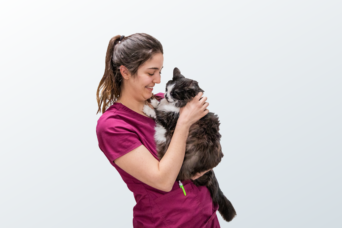 Jackson County Animal Hospital - Independence, MO