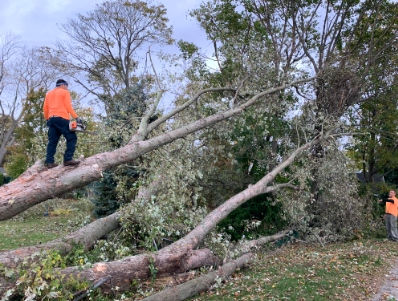 Mr Timber Tree Service - Ocala, FL
