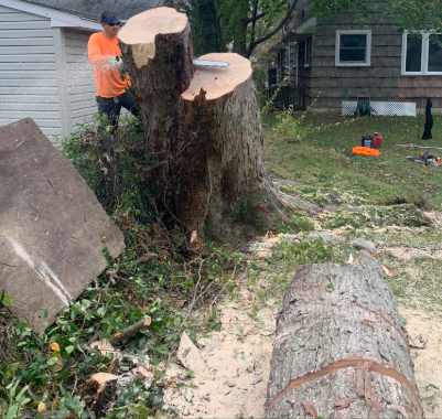 Mr Timber Tree Service - Ocala, FL