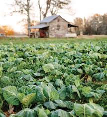 Gallop Farm - Ehrhardt, SC