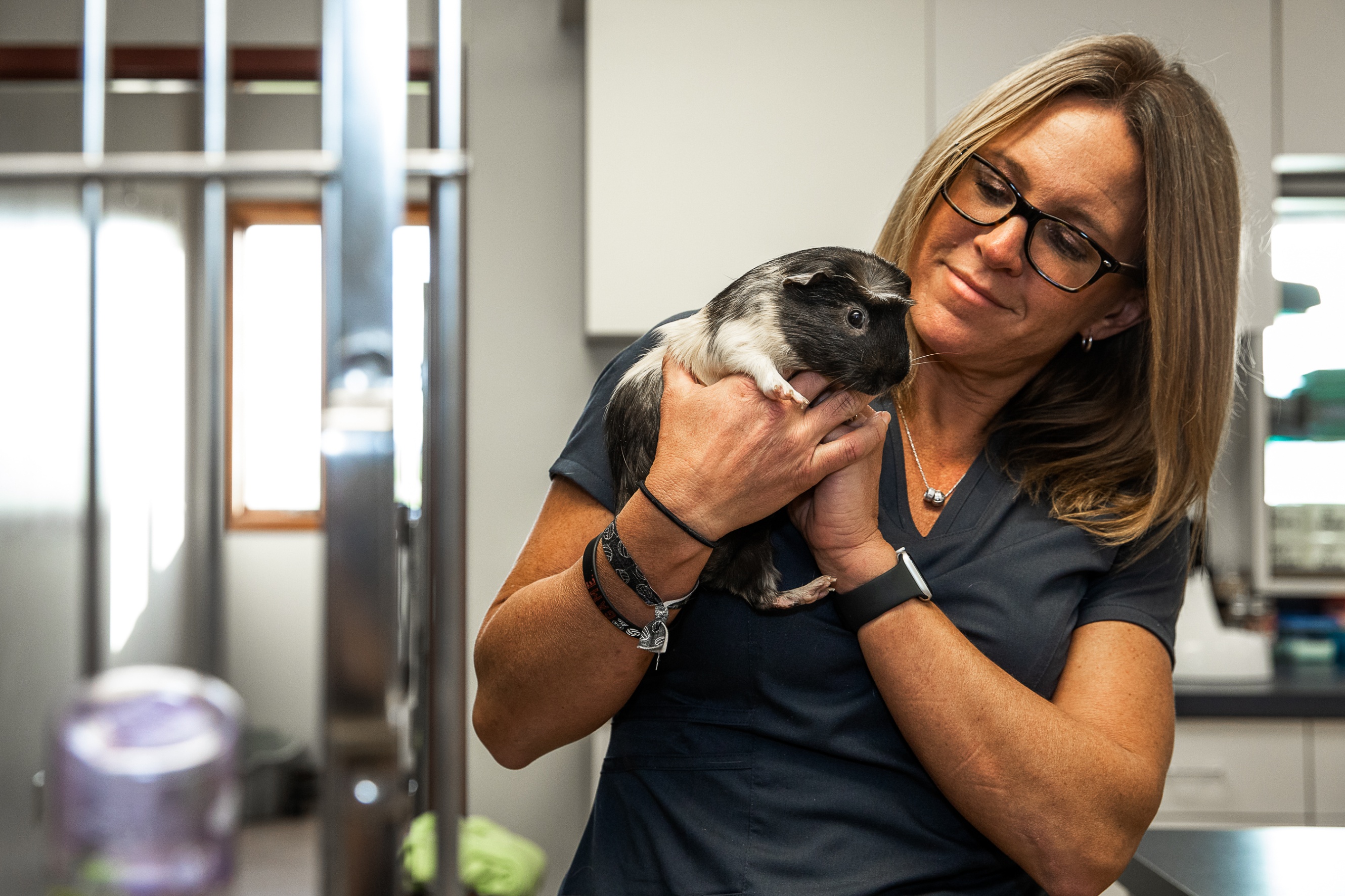 Frankenmuth - Birch Run Veterinary Hospital - Birch Run, MI