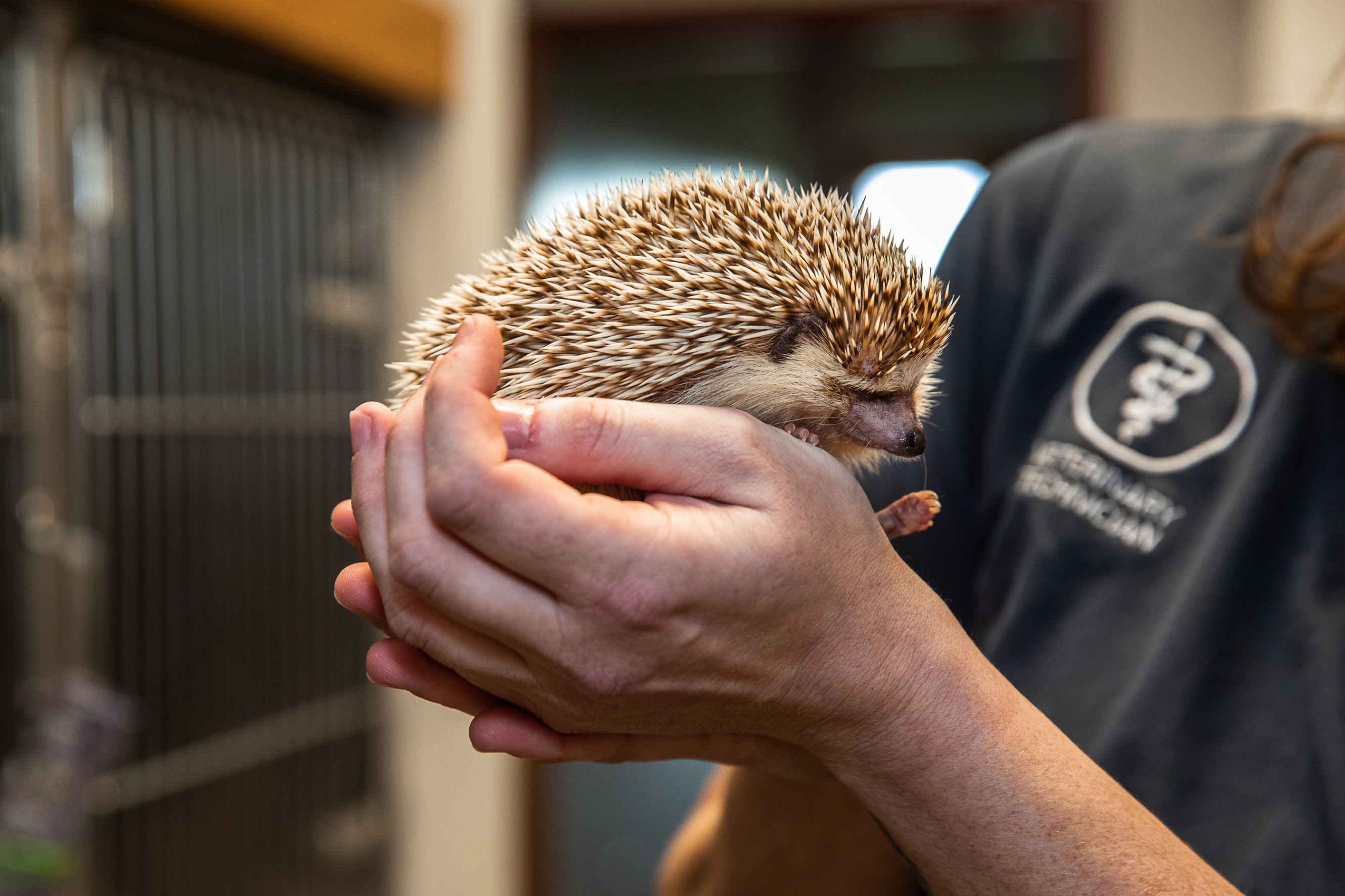 Frankenmuth - Birch Run Veterinary Hospital - Birch Run, MI