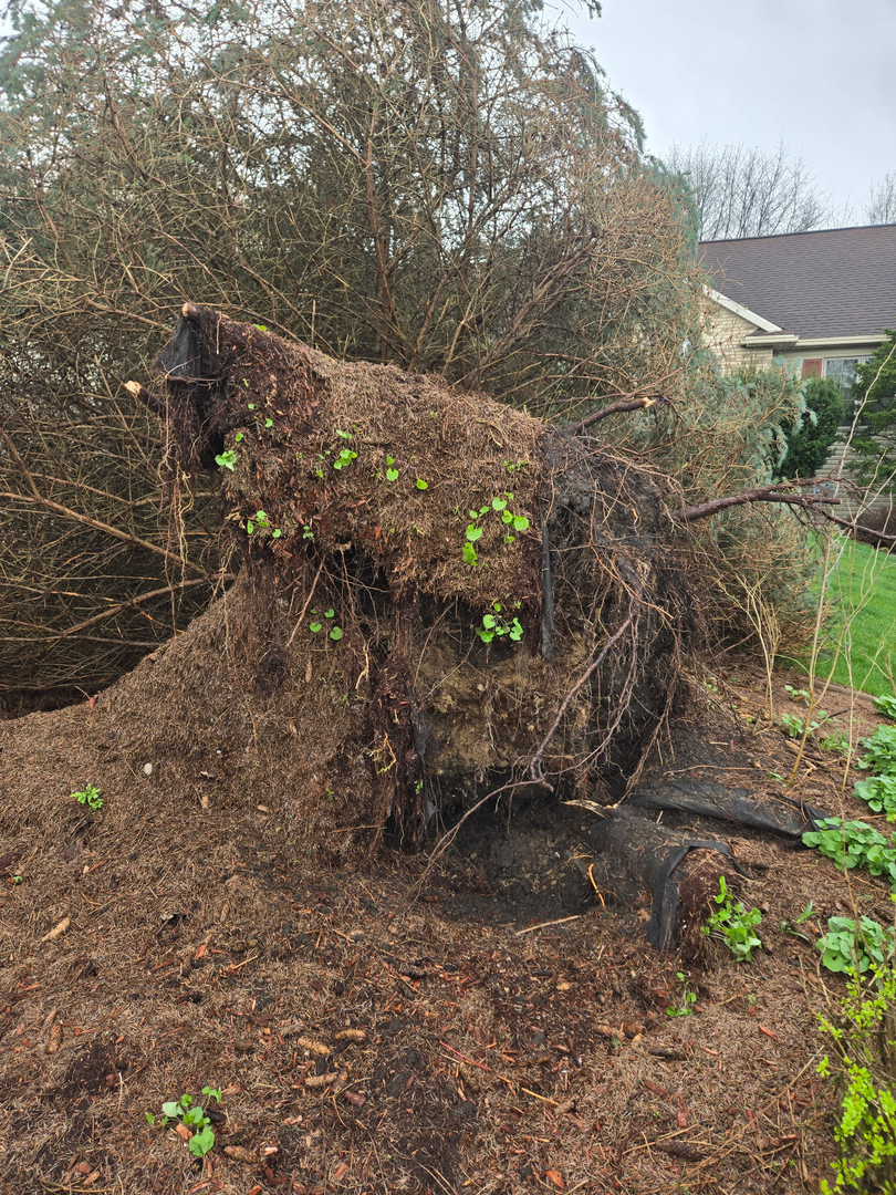 Revved Up Tree Service - Edgerton, WI