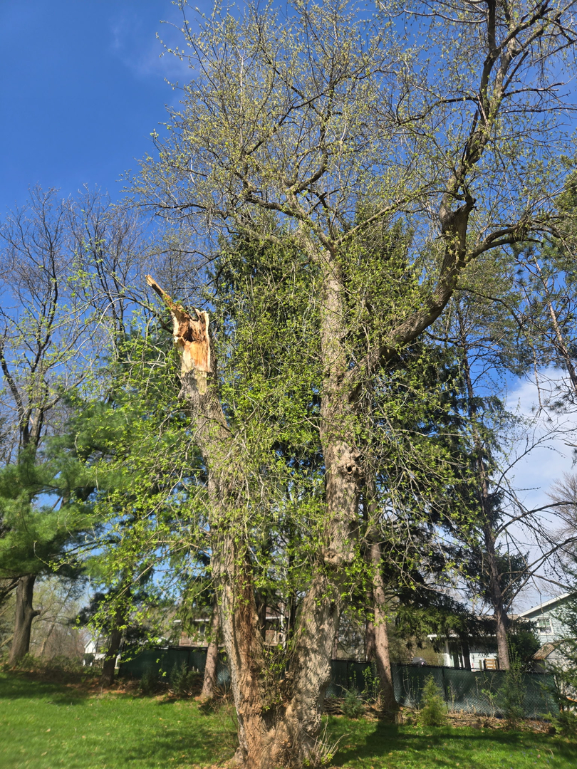 Revved Up Tree Service - Edgerton, WI
