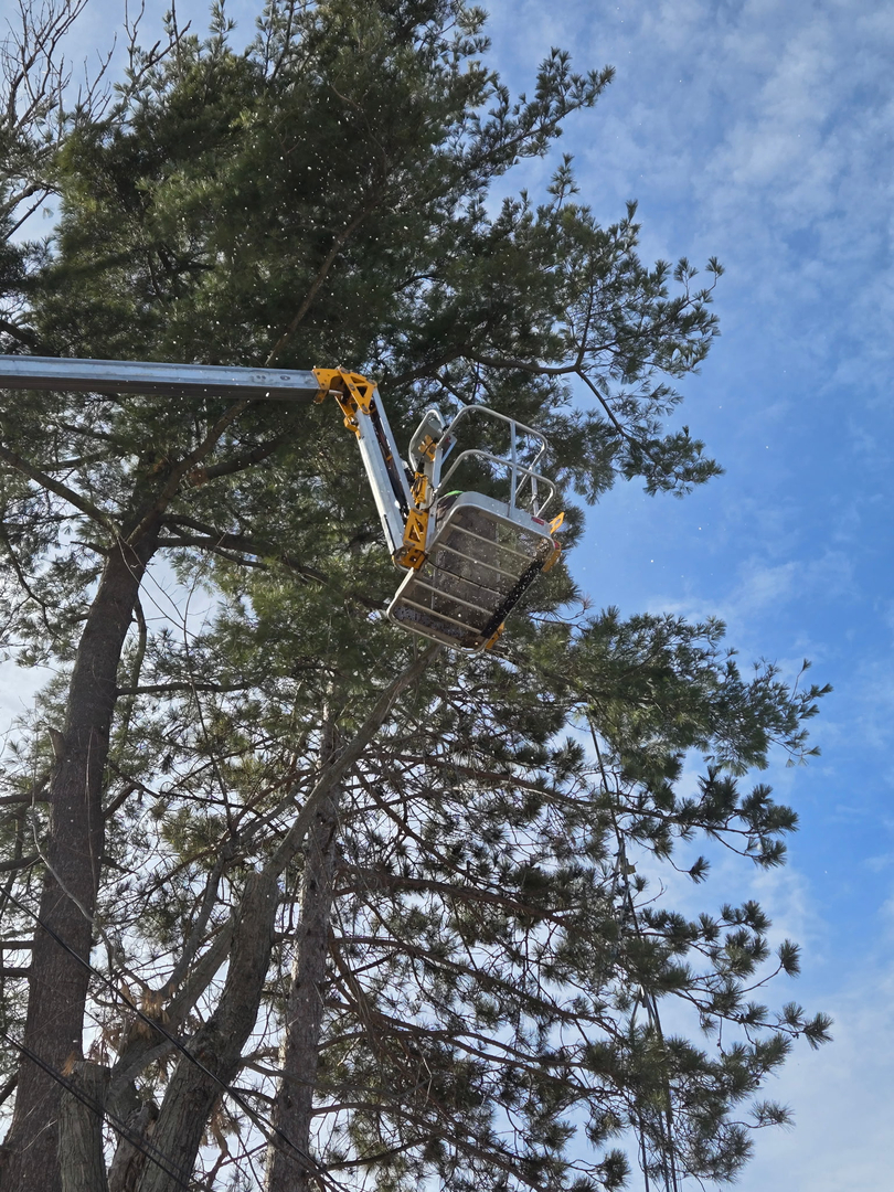 Revved Up Tree Service Image