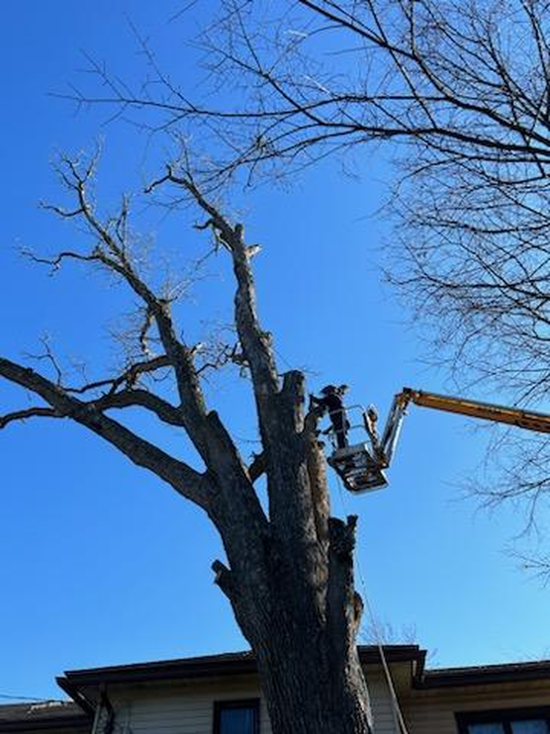 Revved Up Tree Service Image