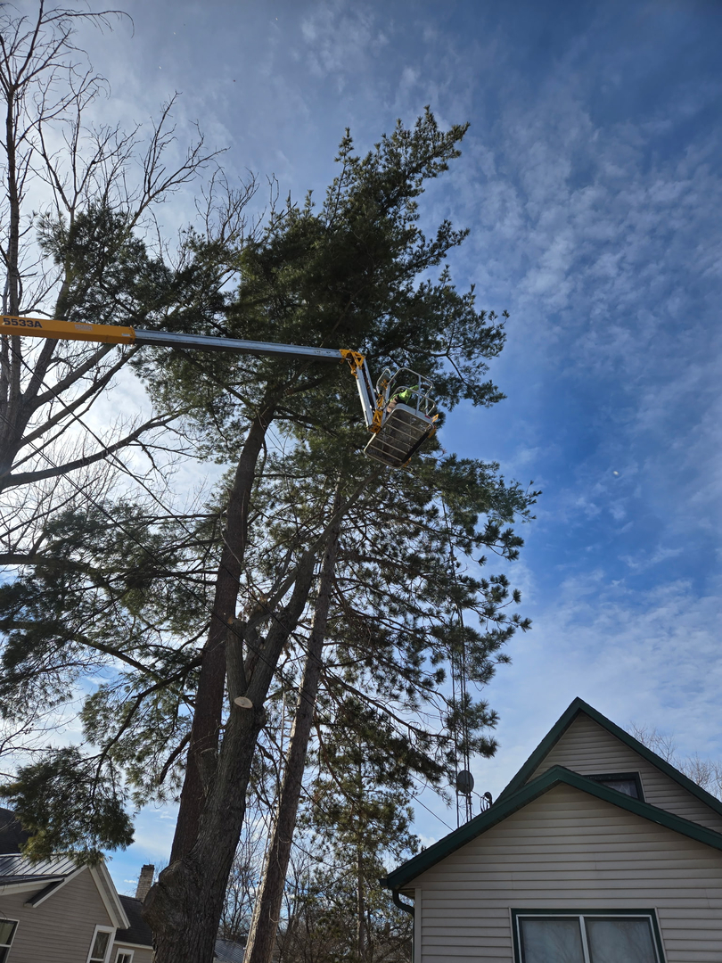 Revved Up Tree Service Image