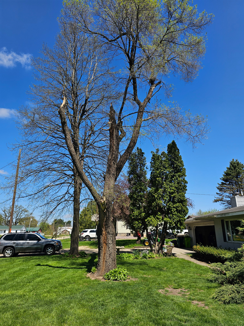 Revved Up Tree Service - Edgerton, WI