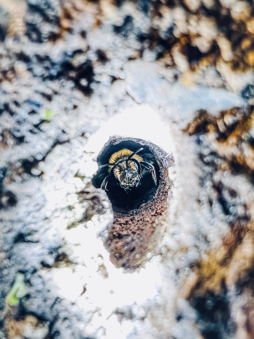 EcoCare Pest Control - Ridgefield, WA