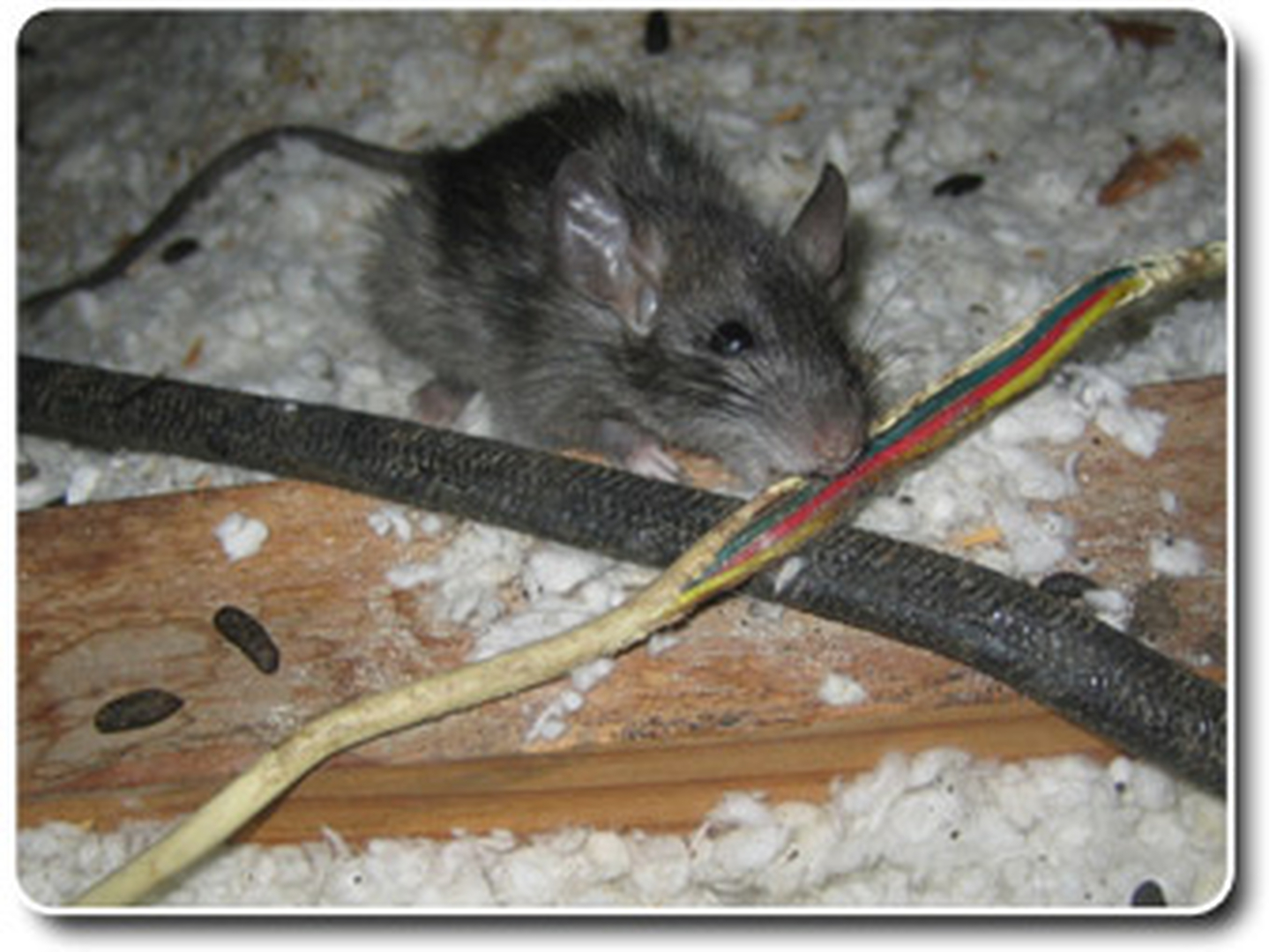 EcoCare Pest Control - Ridgefield, WA