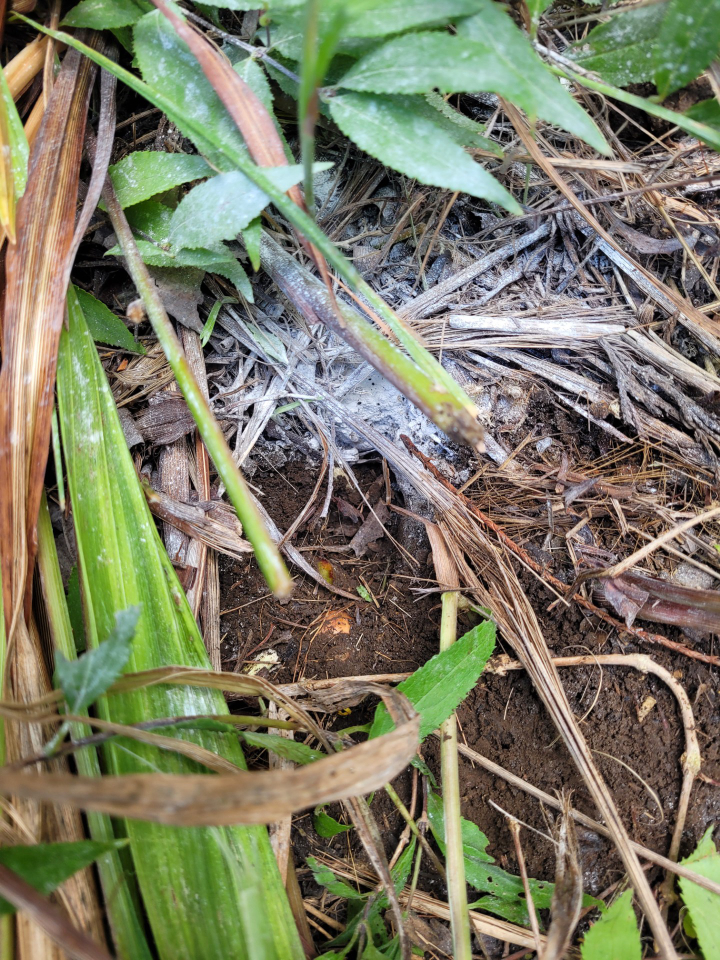 EcoCare Pest Control - Ridgefield, WA