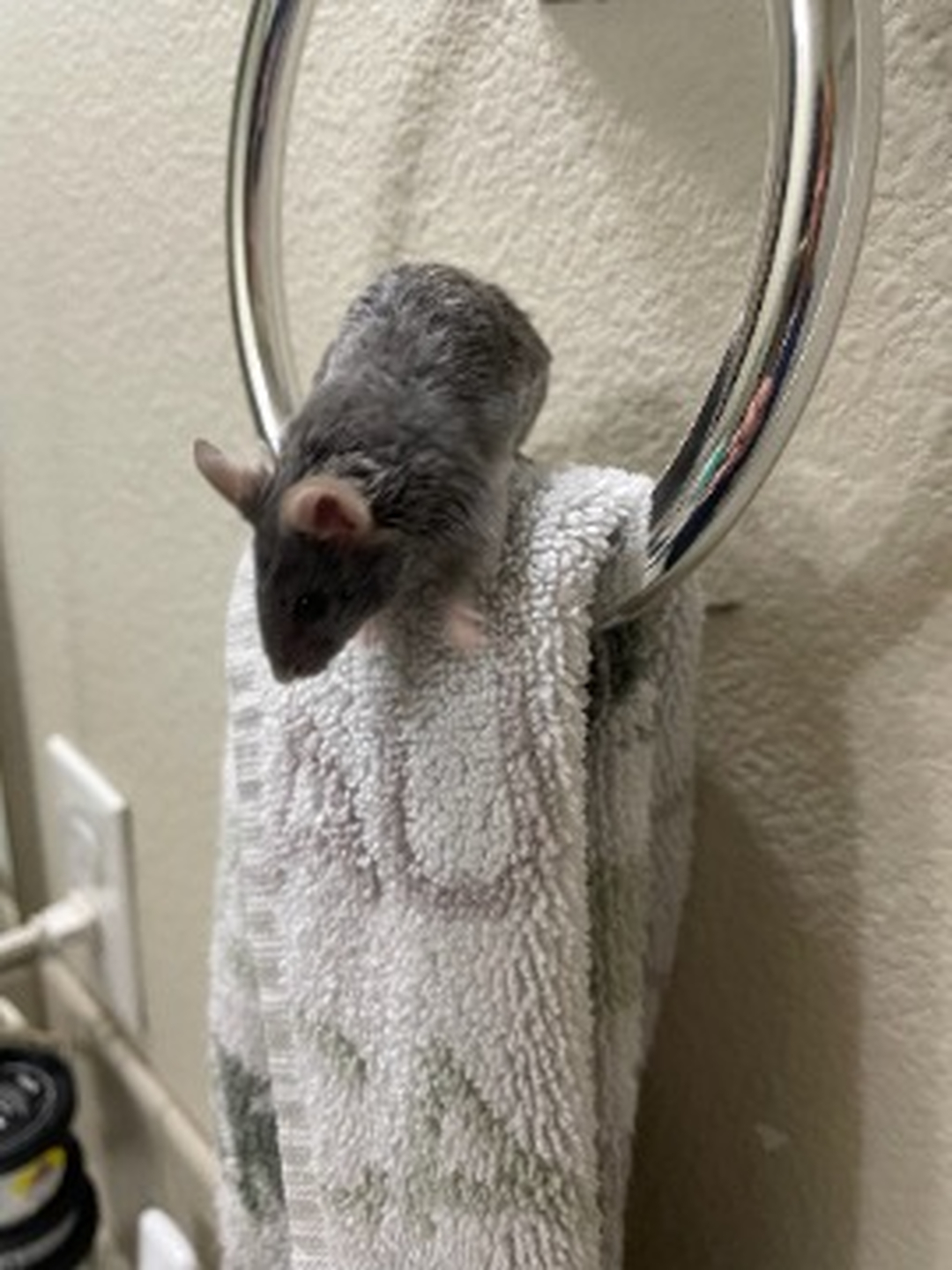 EcoCare Pest Control - Ridgefield, WA