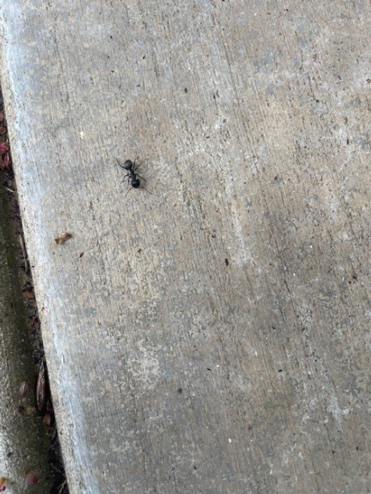 EcoCare Pest Control - Ridgefield, WA