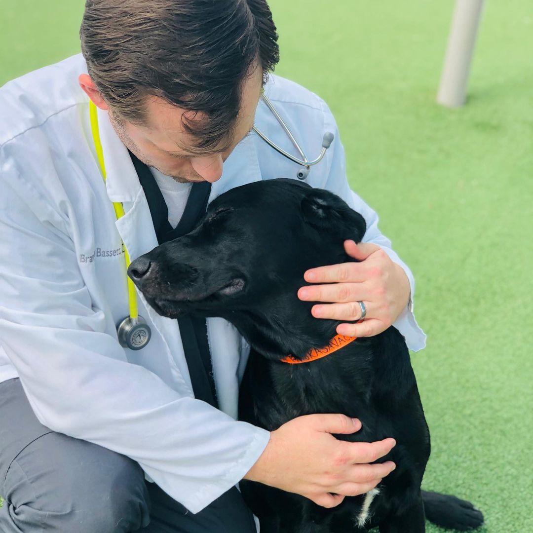 NewDay Veterinary Care Image