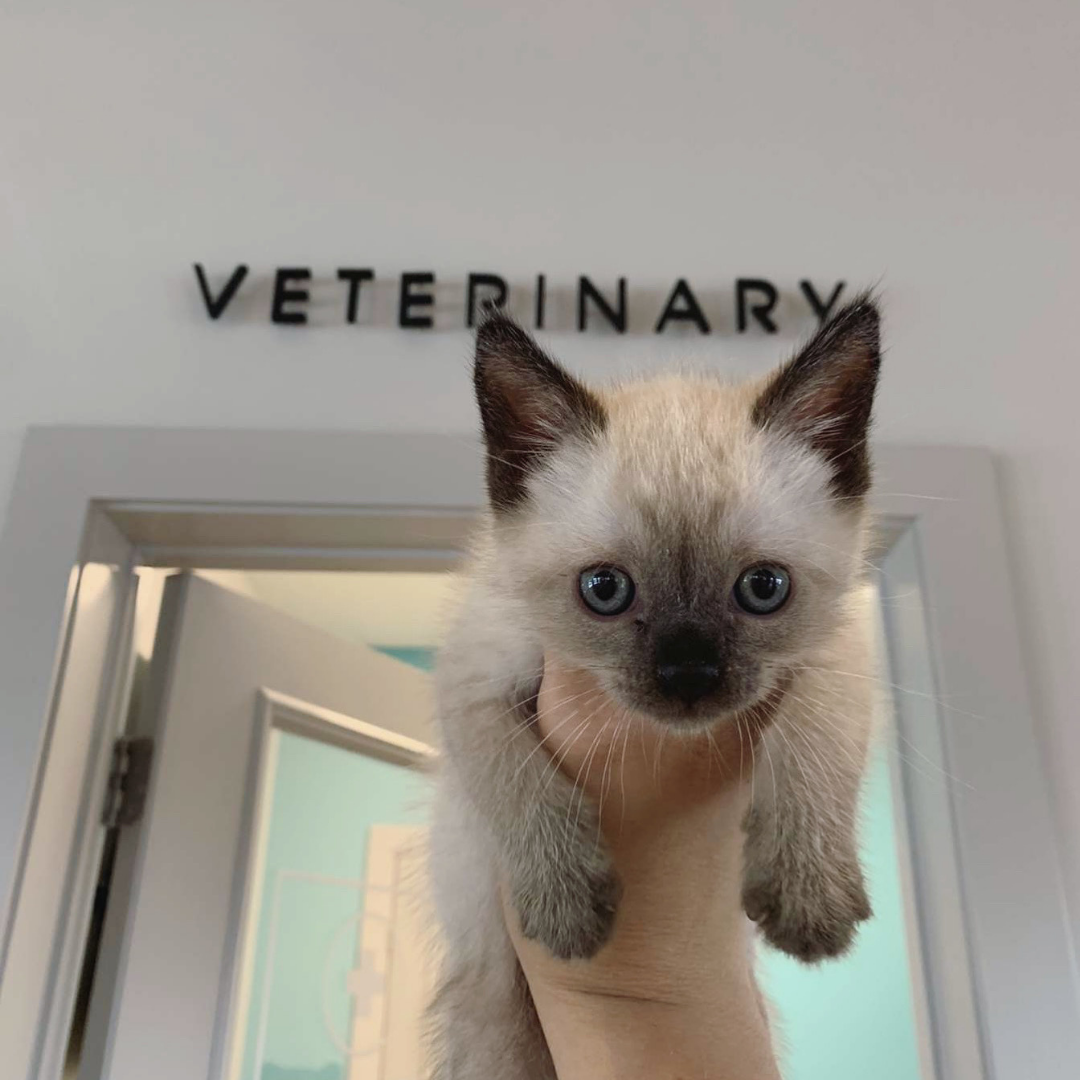 NewDay Veterinary Care Image