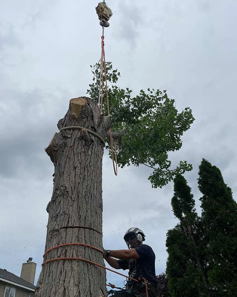 Primetime Pruning Image