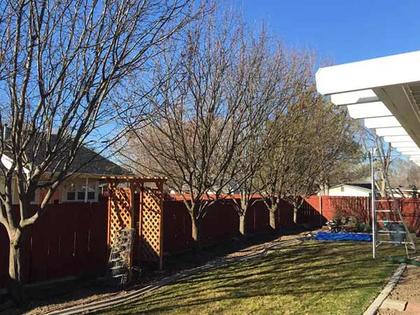 Primetime Pruning Image