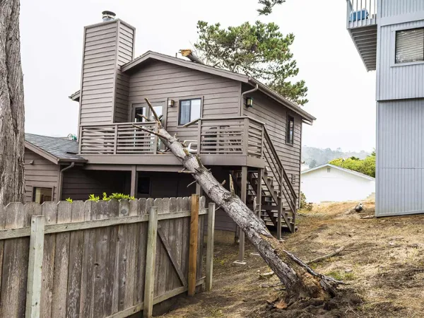 Primetime Pruning Image