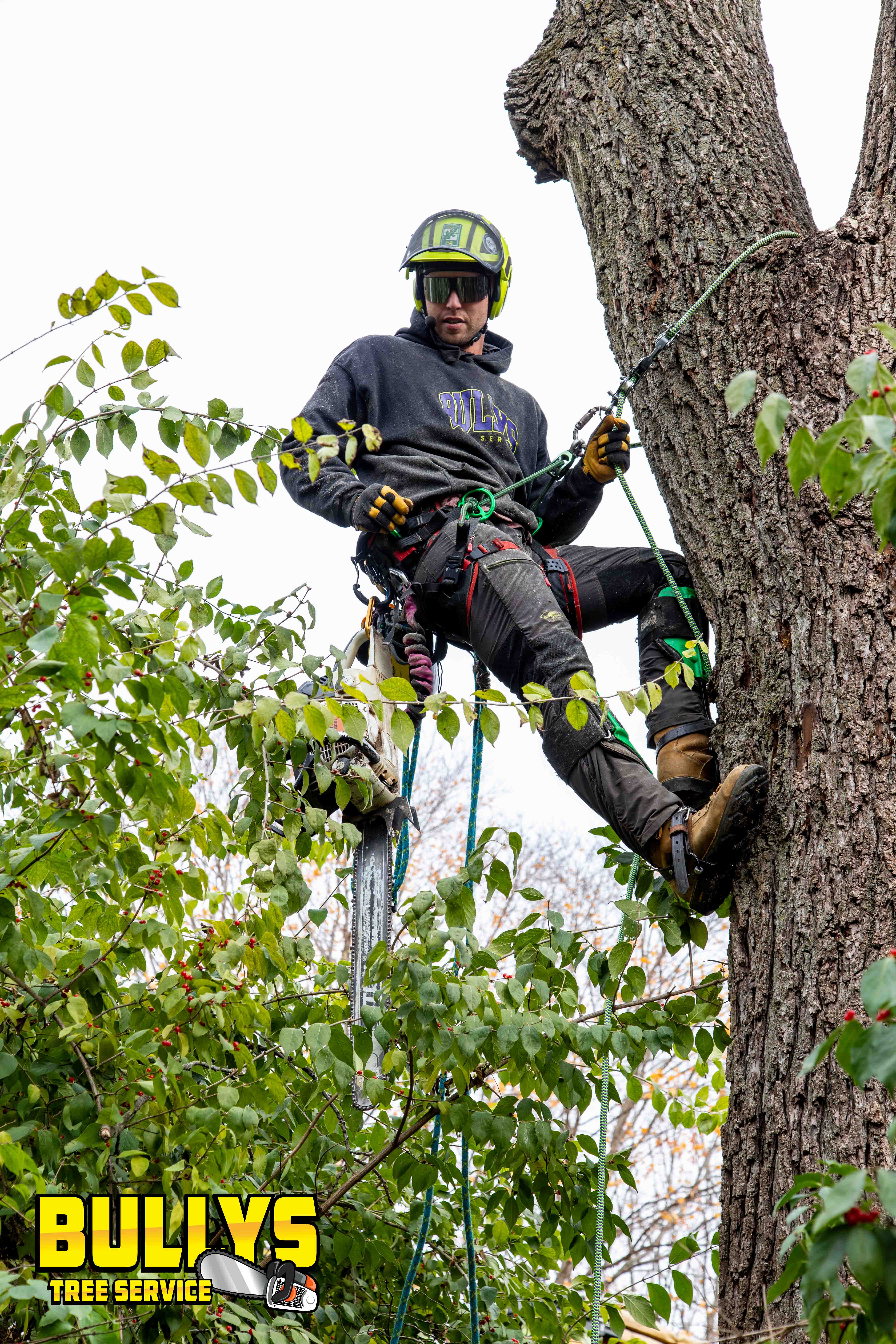 Bullys Tree Service - East Peoria, IL