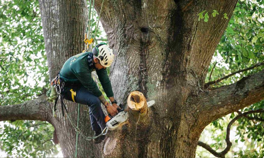 Acorn Tree Care - Alpharetta, GA