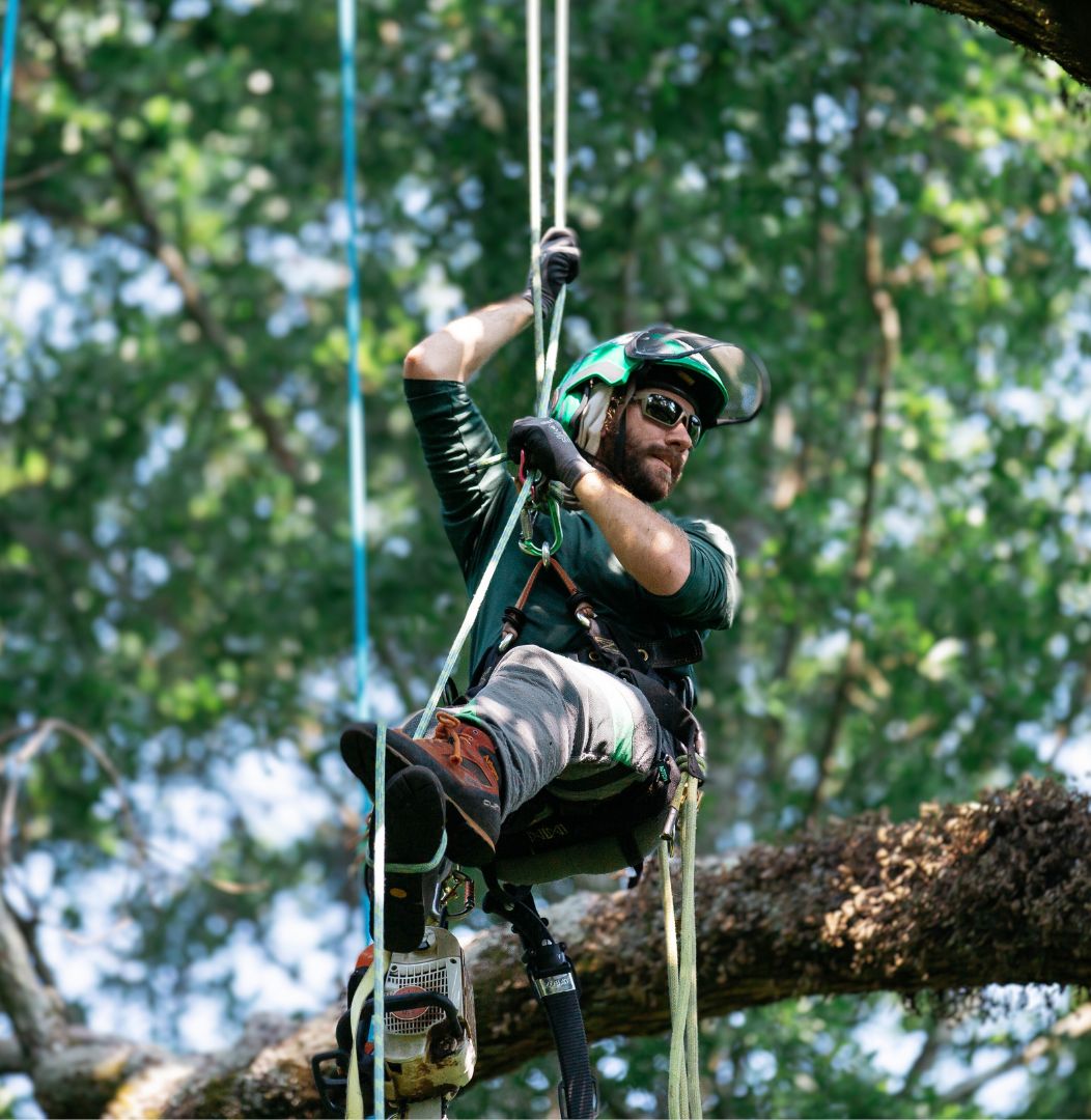 Acorn Tree Care - Alpharetta, GA