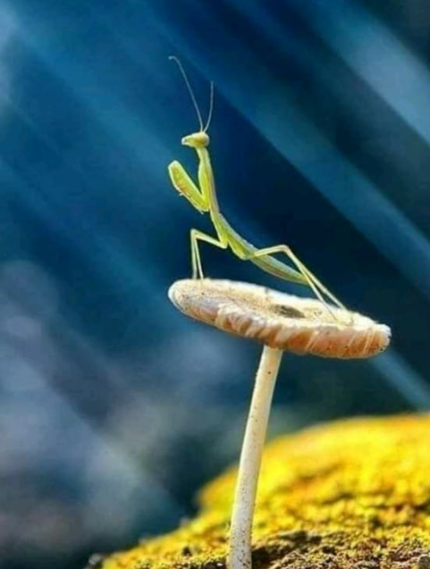 Absolute Finest Pest Control Services, Inc. Image