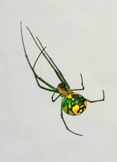 Absolute Finest Pest Control Services, Inc. Image