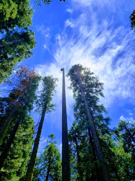 Jeremiah's Tree Service Image